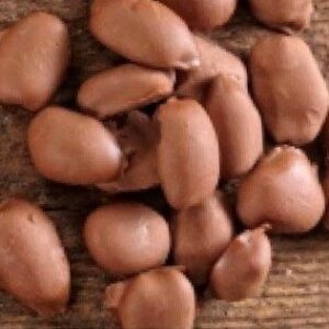 Chocolate Covered Pecans